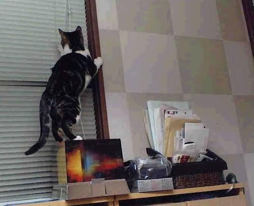 开云官方app入口-当蓝狮咆哮于马德里，C罗抢七封神夜与切尔西的冠军启示录